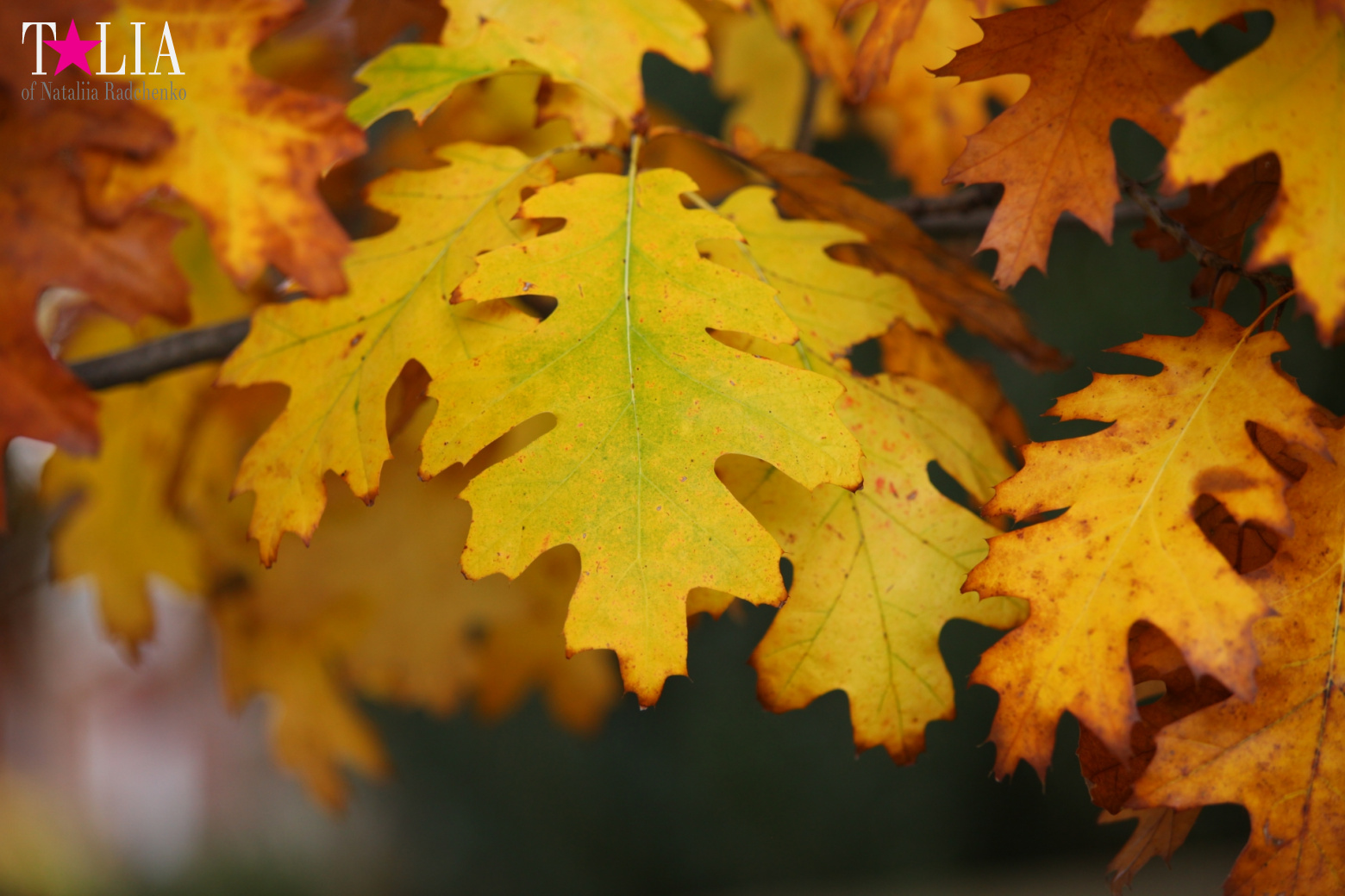 Fall of Bay Ridge in New York City